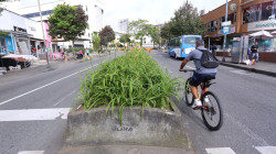 Se respetará espacio de los árboles para reducir separador de la av. Santander: Alcaldía