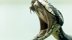 Con un anticoagulante común, tratarían la mordedura de la cobra