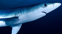Tiburones intoxicados con cocaína representan un riesgo mínimo para los humanos