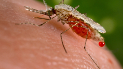 Malaria en Manizales: reportan tres casos cerca del Kilómetro 41, conozca recomendaciones