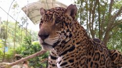 Presencia del jaguar en el Oriente de Caldas: comunidad pide más atención de Corpocaldas