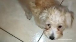 Lanzó al perro Moster desde un piso 12: más casos de maltrato animal 