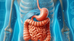 Científicos abren una vía hacia nuevos tratamientos para enfermedades intestinales