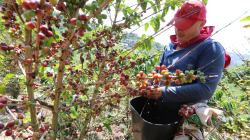 Arrancaron los picos de cosecha cafetera en Caldas, se esperan las lluvias