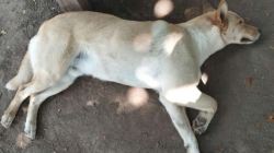 Maltrato animal en Manizales: fracturan a dos perros