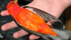 Aves migratorias en Colombia: ayude a evitar que choquen contra las ventanas