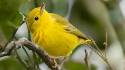 October Big Day: recomendaciones para disfrutar la jornada mundial de avistamiento de aves