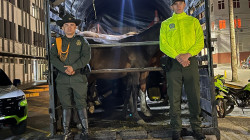 Video: Se robaron 8 caballos en Manizales y los recuperaron en municipio de Risaralda