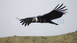 Ave emblema de Colombia: el cóndor, majestuoso rey del páramo, está en vía de extinción