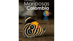 Presentan la guía de mariposas "más completa del planeta" con motivo de la COP16 en Cali