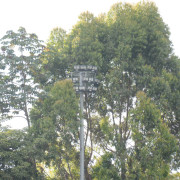 Árboles crecidos hacen que la cancha de Aranjuez pierda visibilidad 