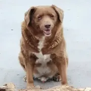 El perro más viejo del mundo se llama Bobi, tiene 30 años y vive en Portugal