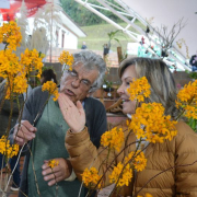 Epidendrum melinanthum: la mejor orquídea en la XVII Exposición Nacional 