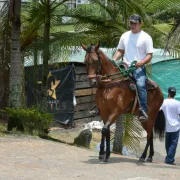 Conozca cómo cuidar a su caballo en la 66 Feria Equina de Manizales 