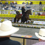 Se vive la pasión por los caballos en Manizales 