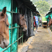 Se preparan para cabalgar en la edición 66 de la Feria Equina Grado A de Manizales