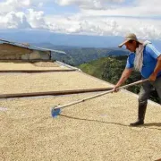 El precio del café se modera en el último año con pronóstico de más producción