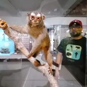Semillero de Primatología estrena libro para conocer los monos de Caldas