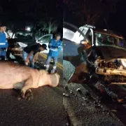 Conductor chocó con un hipopótamo en Puerto Triunfo (Antioquia), cerca de Hacienda Nápoles
