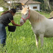 ¡Inseparables! Valeria cría a sus caballos como mascotas en La Florida (Villamaría)