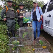 Recuperan 6 especies de fauna silvestre en Samaria, corregimiento de Filadelfia (Caldas)