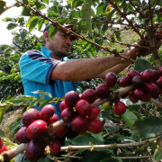 Arrancan picos de la cosecha de café de fin de año, pero con bajos precios