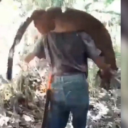 Capturan a dos personas por matar un puma en El Águila (Valle del Cauca)