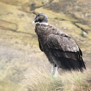 Colombia se vuelca en la conservación del cóndor andino, realiza cumbre internacional