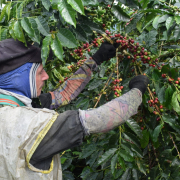Producción de café se recuperó en octubre
