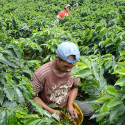El Niño alienta la producción de café