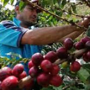 Expertos refutan afirmación de Petro de que Colombia es el quinto productor de café