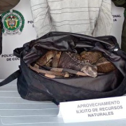 Mató 12 iguanas en Santágueda (Palestina) y se enfrenta a dos delitos