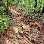 Biólogas cuestionan proyecto en la Isla Gorgona y denuncian desinformación de la Armada