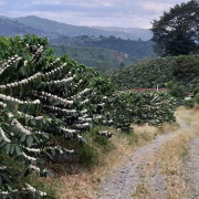 Floraciones prometen mejor cosecha de café para fin de año