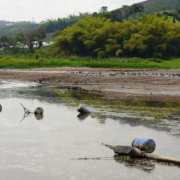 Empantanados con el dragado del Lago Sur de Cameguadua en Chinchiná