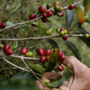 Federación aprueba cambiar factor de rendimiento para calcular precio del café