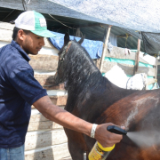 Feria Equina de Manizales: la elegancia es lo primero con los caballos