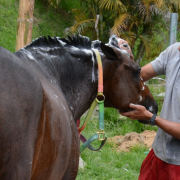 400 ejemplares le dan apertura a la Feria Equina de Manizales