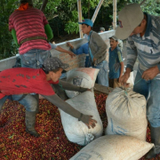 Colombia, a enfocarse en la compra de café cereza: proyecto de la Federacafé