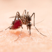 Declaran alerta roja en Palestina (Caldas) por aumento en casos de dengue