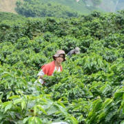 Producción de café vuelve a repuntar en Colombia