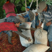 Construirán centro de industrialización de café este año en Manizales