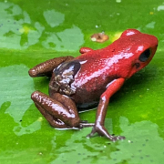 Exploran la belleza del PNN Selva de Florencia, entre Samaná y Pensilvania (Caldas)