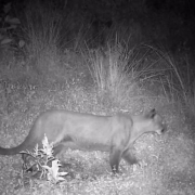 Habitantes de Montaño afectados por el puma pidieron aplazar reunión con Corpocaldas 