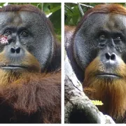 Un orangután, el primer animal al que ven curarse una herida con una planta medicinal