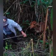 Rescatan vaca que cayó al río Chinchiná, en el sector Hoyo Frío