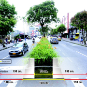 Reducir el separador de la av. Santander (Manizales) afectaría todos los árboles: experto
