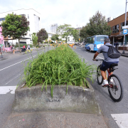 Se respetará espacio de los árboles para reducir separador de la av. Santander: Alcaldía