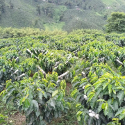 Producción cafetera se recupera en Colombia y supera los 5 millones de sacos