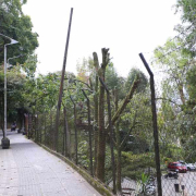 Continúa poda de árboles entre Fátima y el estadio (Manizales): la vía ya está habilitada